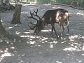 Zoo Cottbus 118